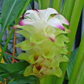 Turmeric Root Powder (Curcuma longa)